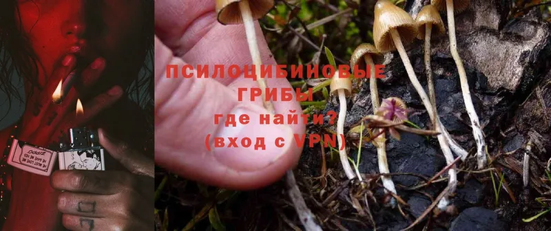 hydra ТОР  Иланский  Псилоцибиновые грибы Psilocybine cubensis  купить закладку 